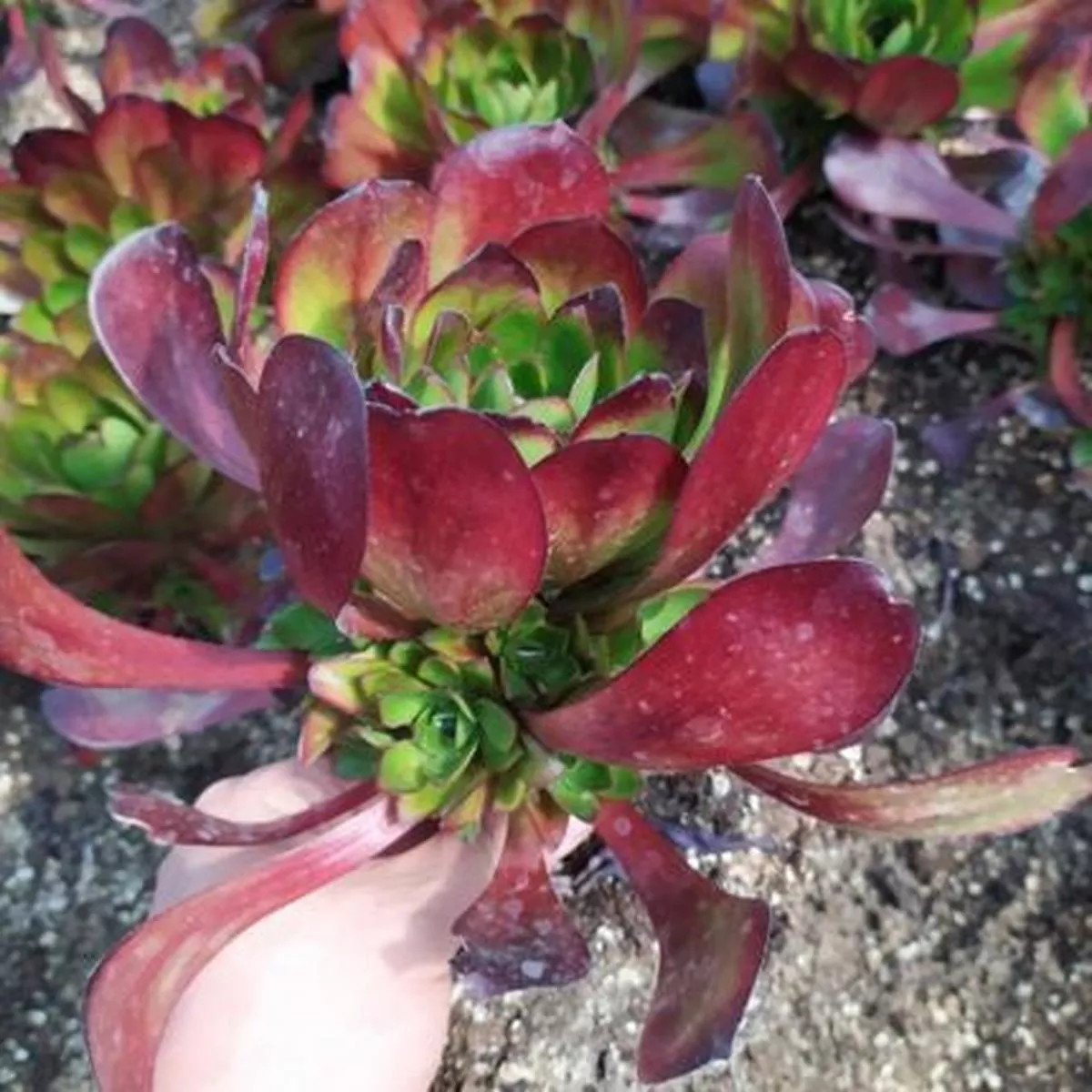 Real Live Succulent Cactus Plant :Aeonium arboreum’Voodoo ’