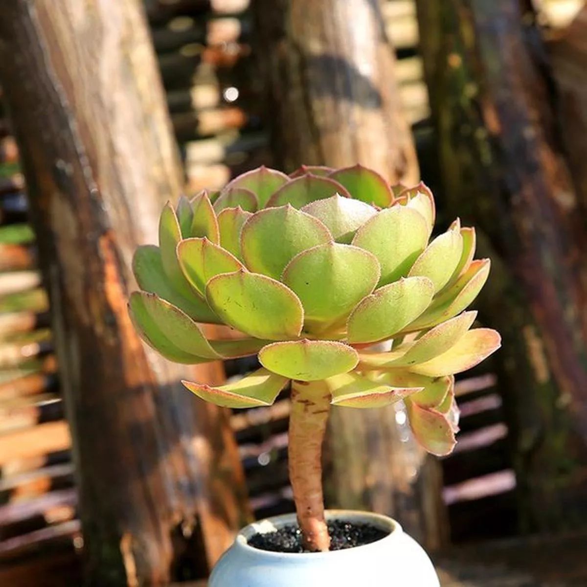Real Live Succulent Cactus Plant : Aeonium’Halloween ’