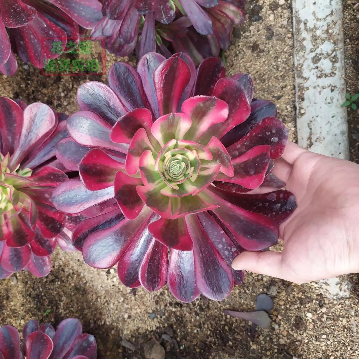 Real Live Succulent Cactus Plant :Aeonium Medusa