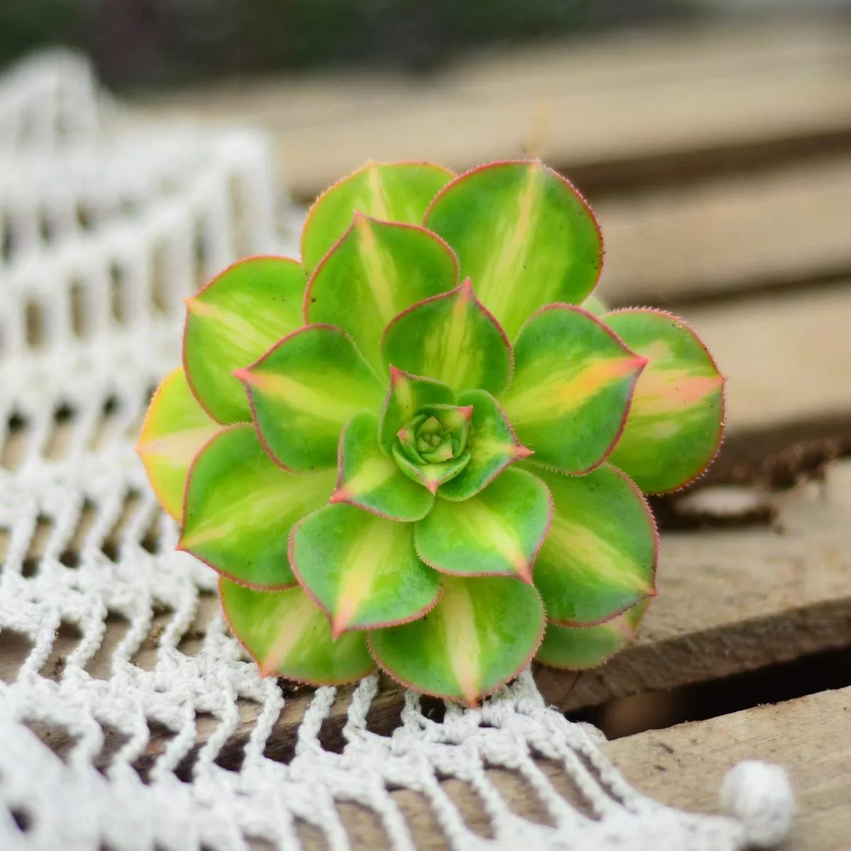Real Live Succulent Cactus Plant :Aeonium Moon Glow