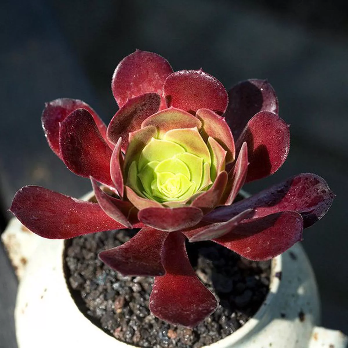 Real Live Succulent Cactus Plant : Aeonium’Plum Purdy ’