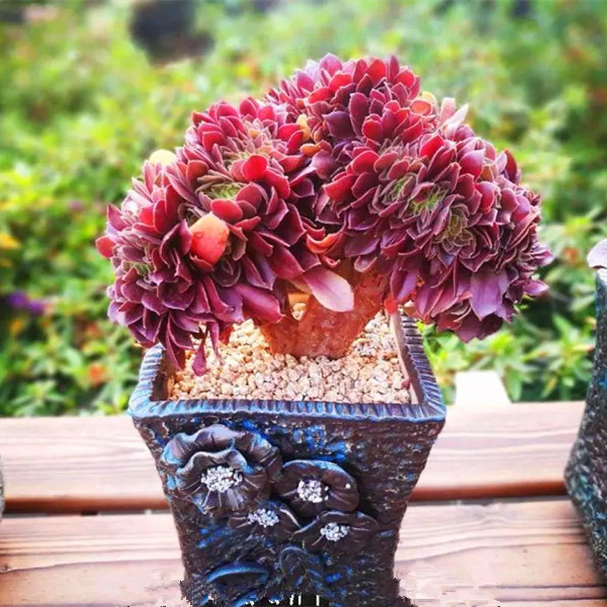 Real Live Succulent Cactus Plant :Aeonium’Rose Cristata ’