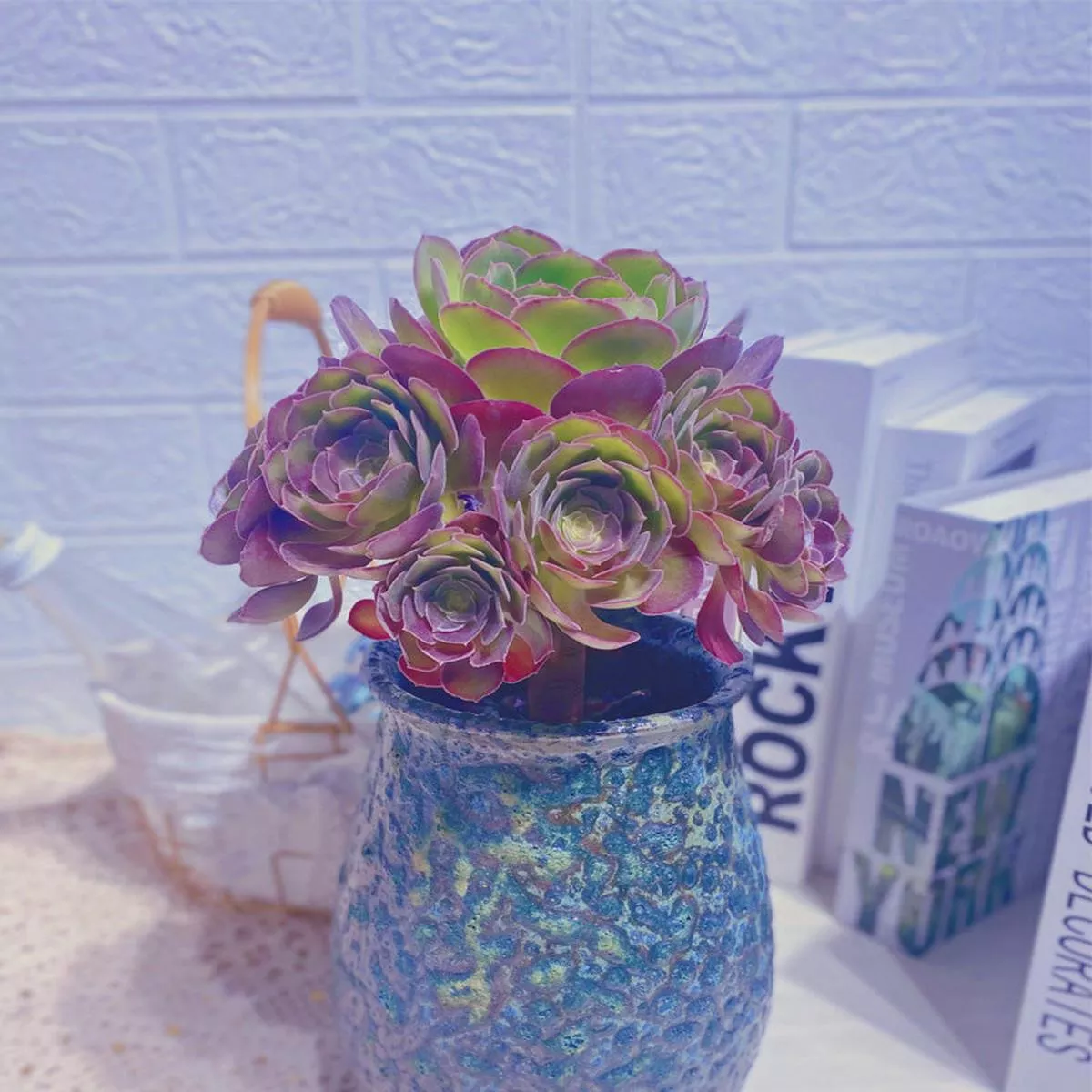 Real Live Succulent Cactus Plant :Aeonium’Rose ’