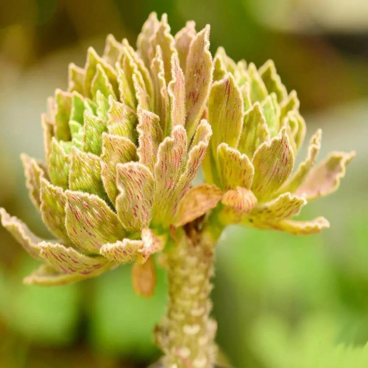 Real Live Succulent Cactus Plant :Aeonium smithii Sims