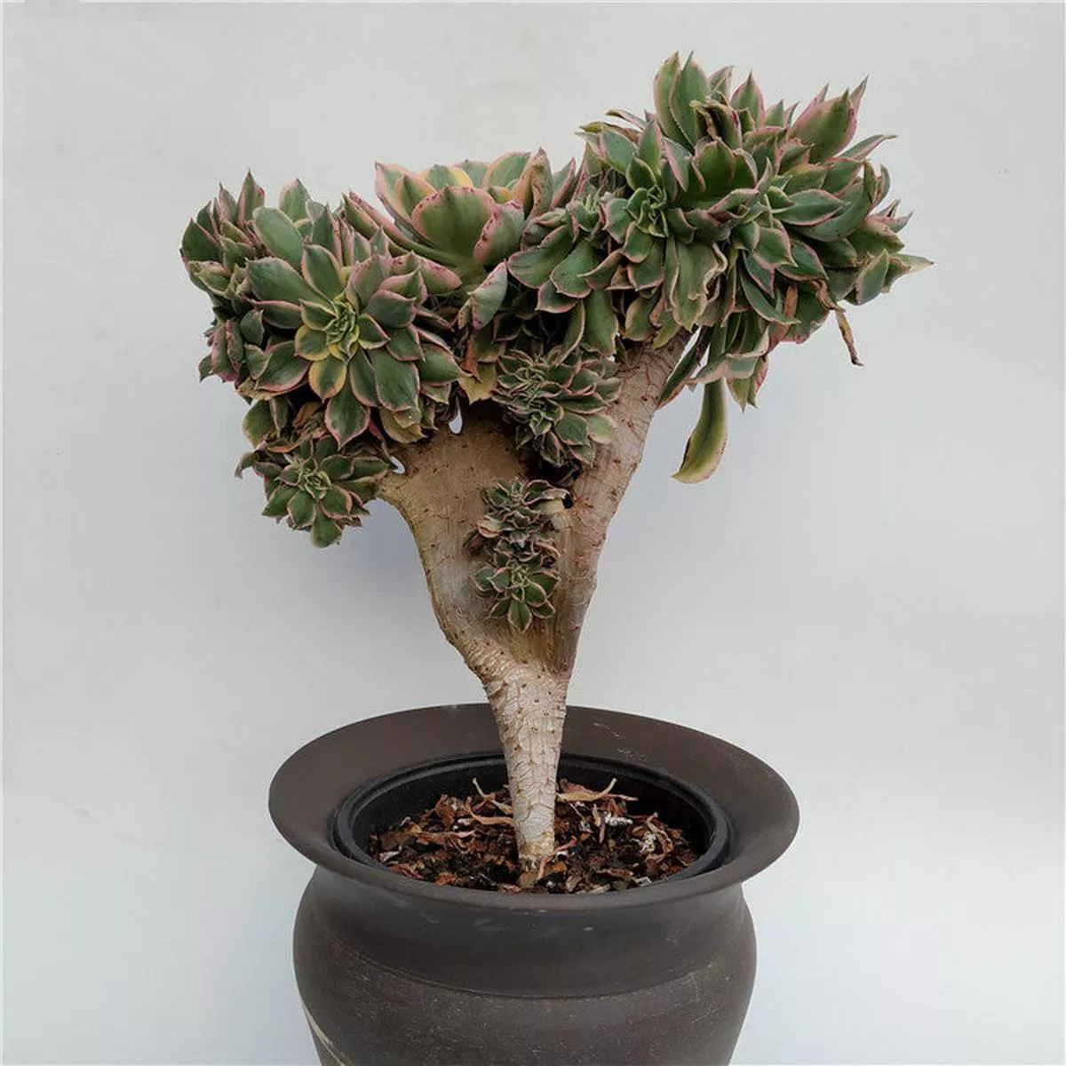 Real Live Succulent Cactus Plant :Aeonium’Sunburst Cristata ’