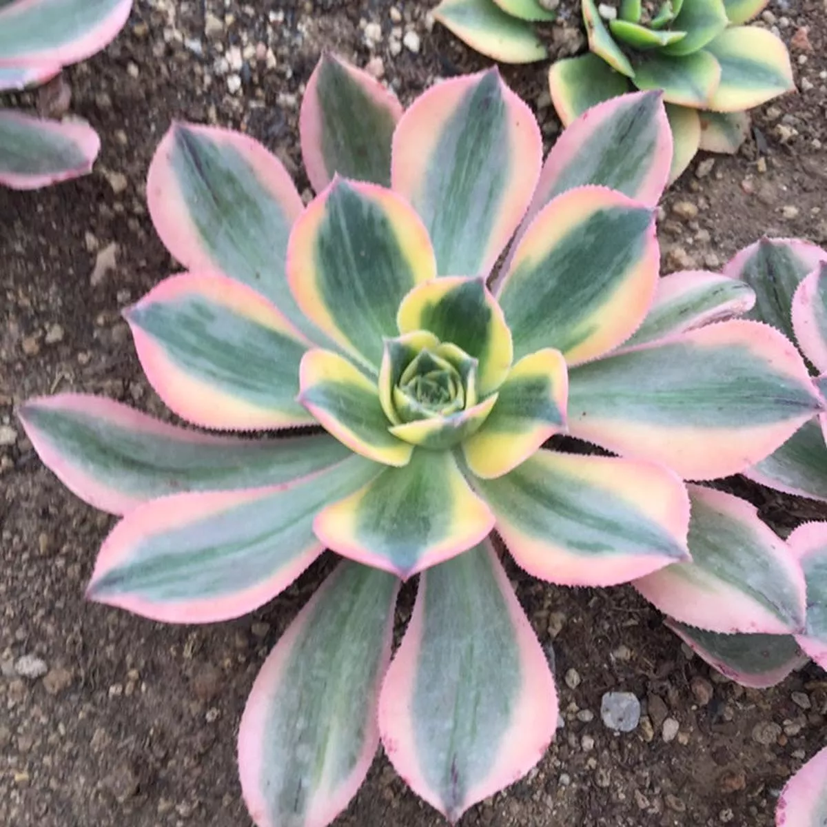 Real Live Succulent Cactus Plant :Aeonium’Sunburst ’