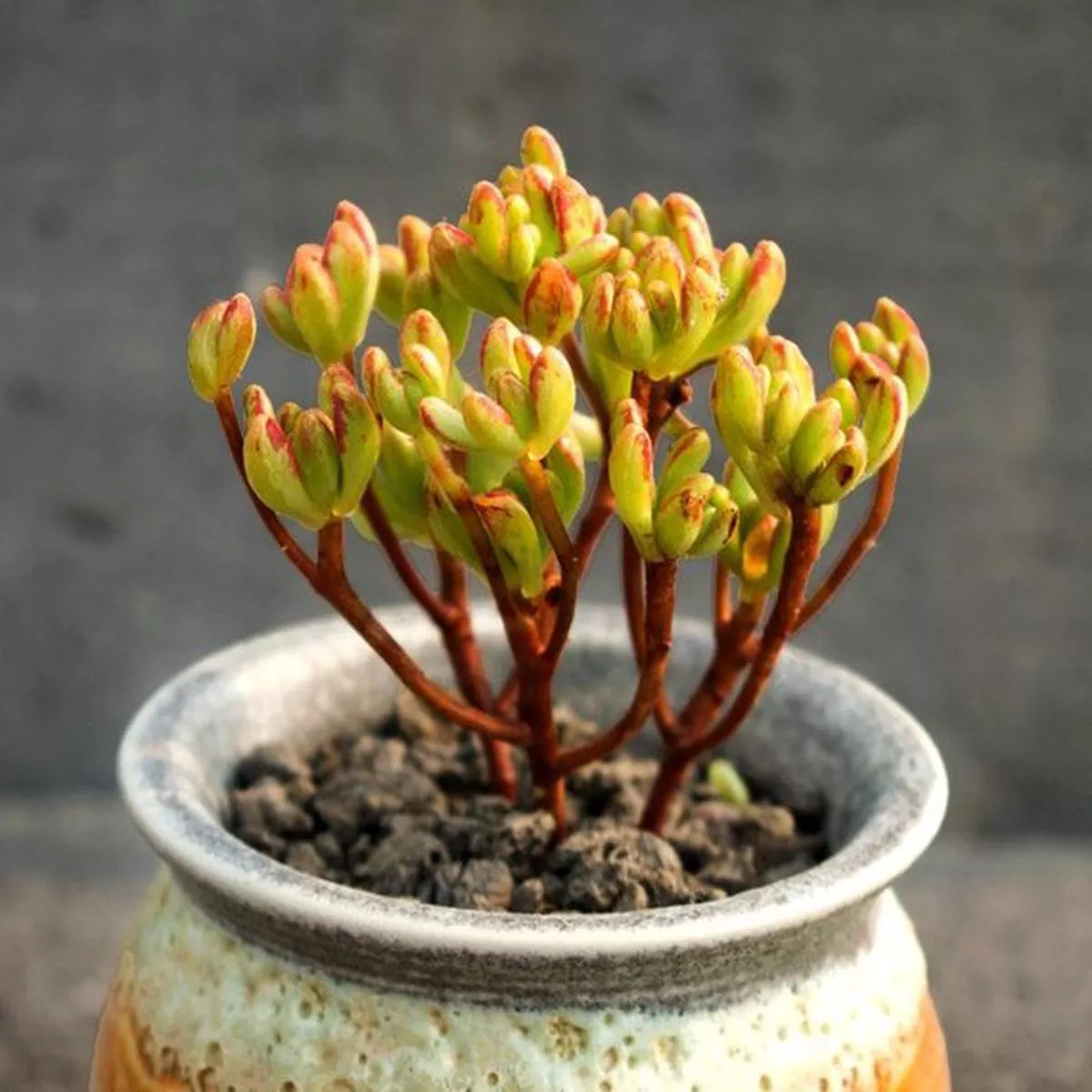 Real Live Succulent Cactus Plant : Aeonium x loartei