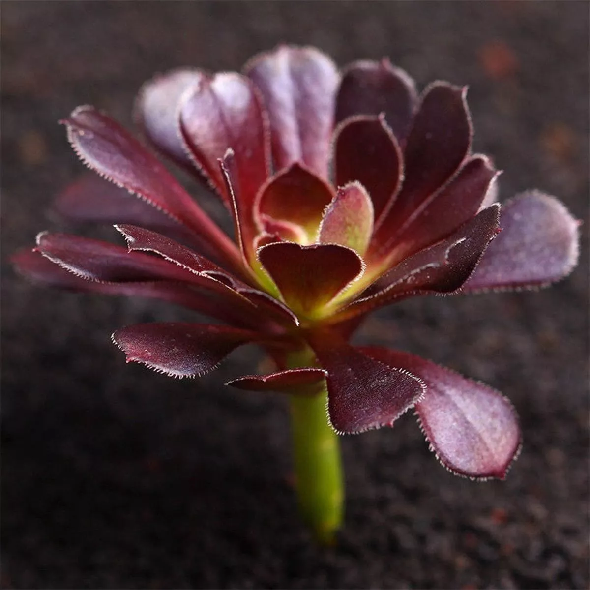 Real Live Succulent Cactus Plant : Aeonium’Zwartkop ’