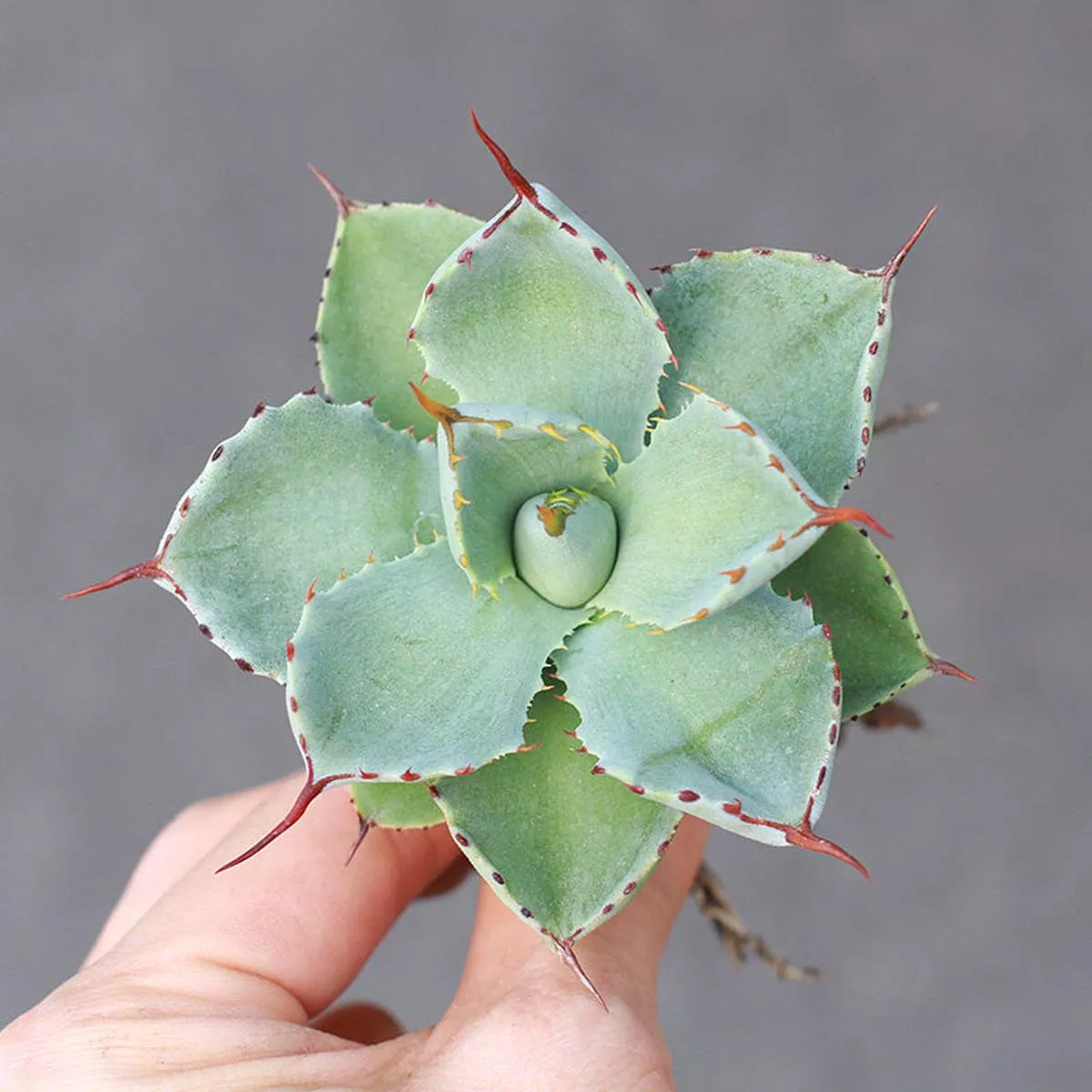 Real Live Succulent Cactus Plant :Agave Pumila