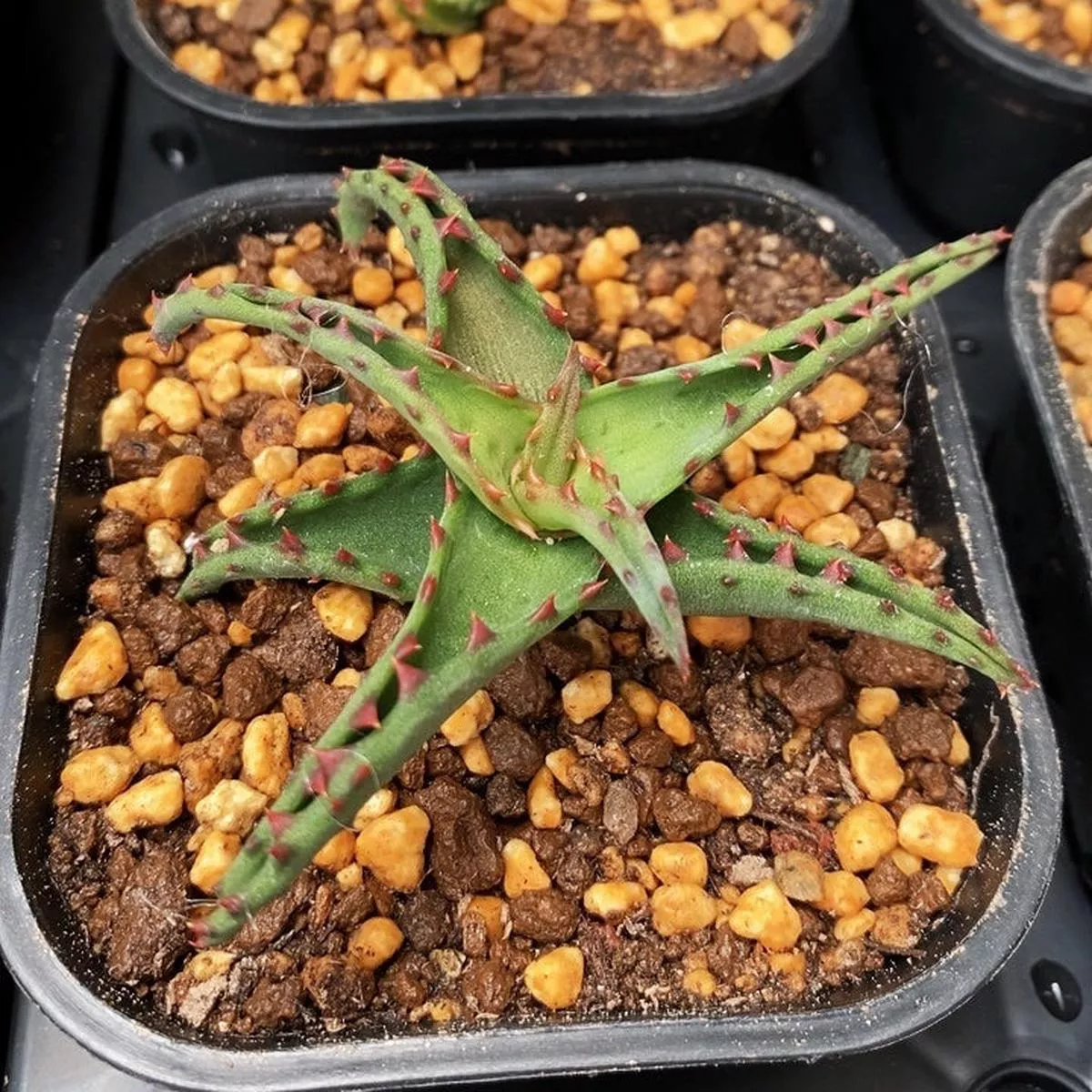 Real Live Succulent Cactus Plant :Aloe Castilloniae