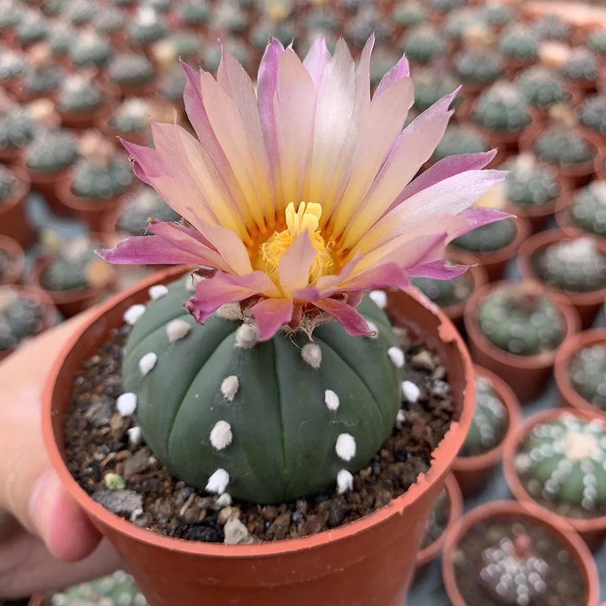 Real Live Succulent Cactus Plant :Astrophytum asterias var. nudum