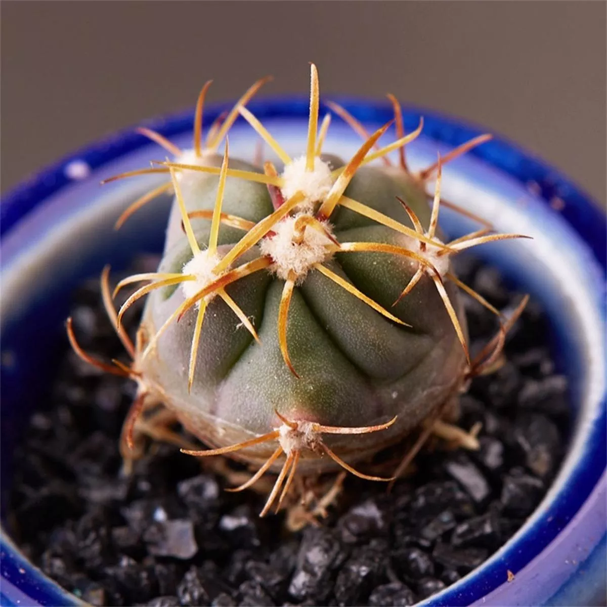 Real Live Succulent Cactus Plant :’CHICHENG ’