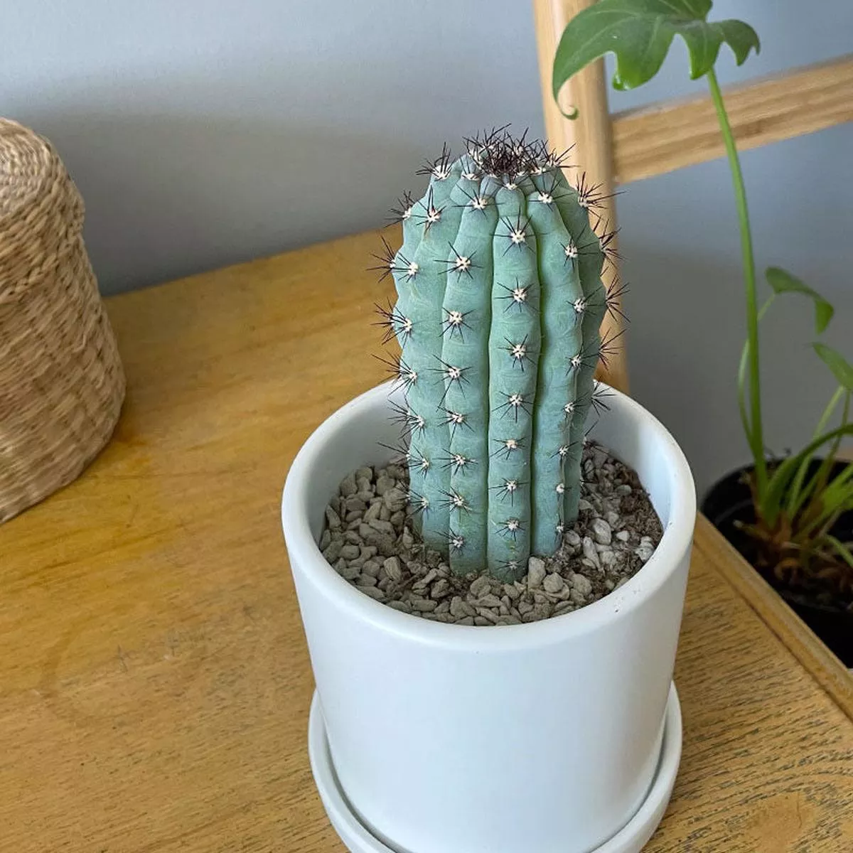 Real Live Succulent Cactus Plant :Cipocereus Bradei