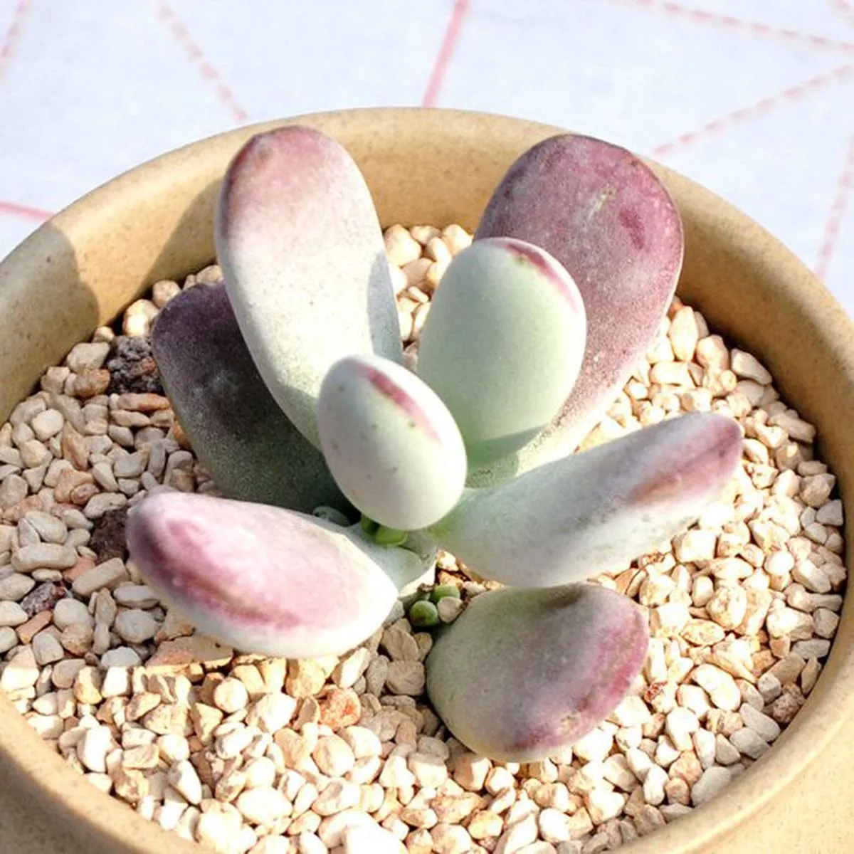Real Live Succulent Cactus Plant : Cotyledon orbiculata cv