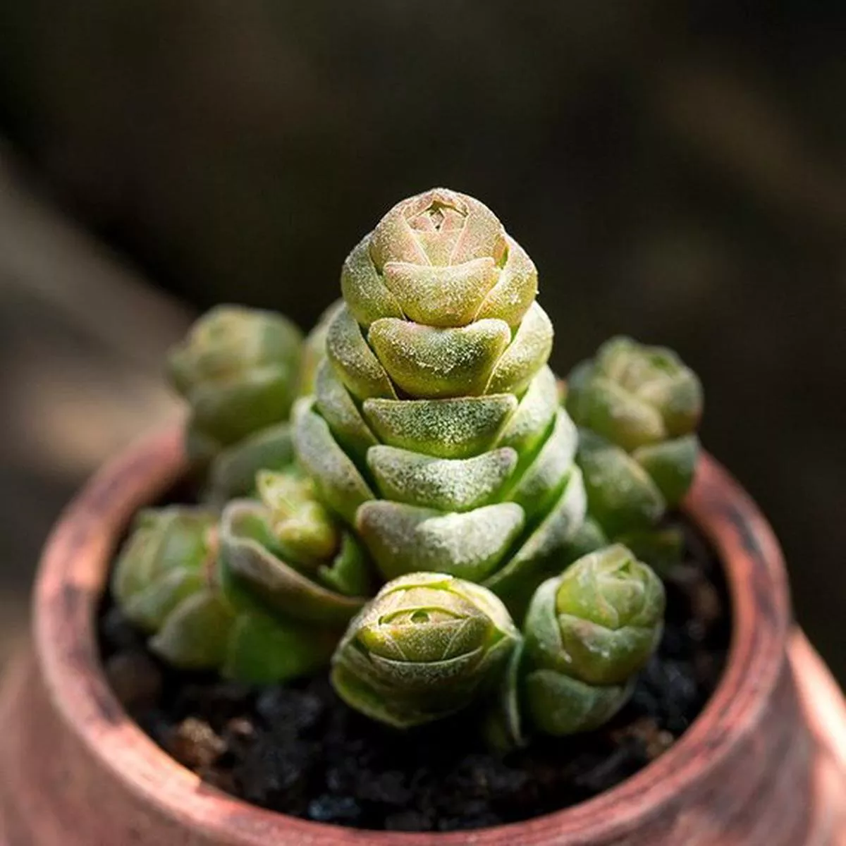Real Live Succulent Cactus Plant : Crassula’Emerald ’