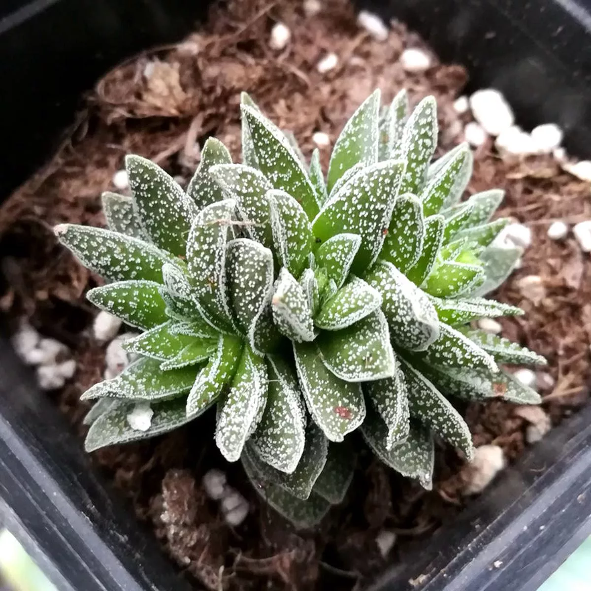 Real Live Succulent Cactus Plant :Crassula’Frosty ’