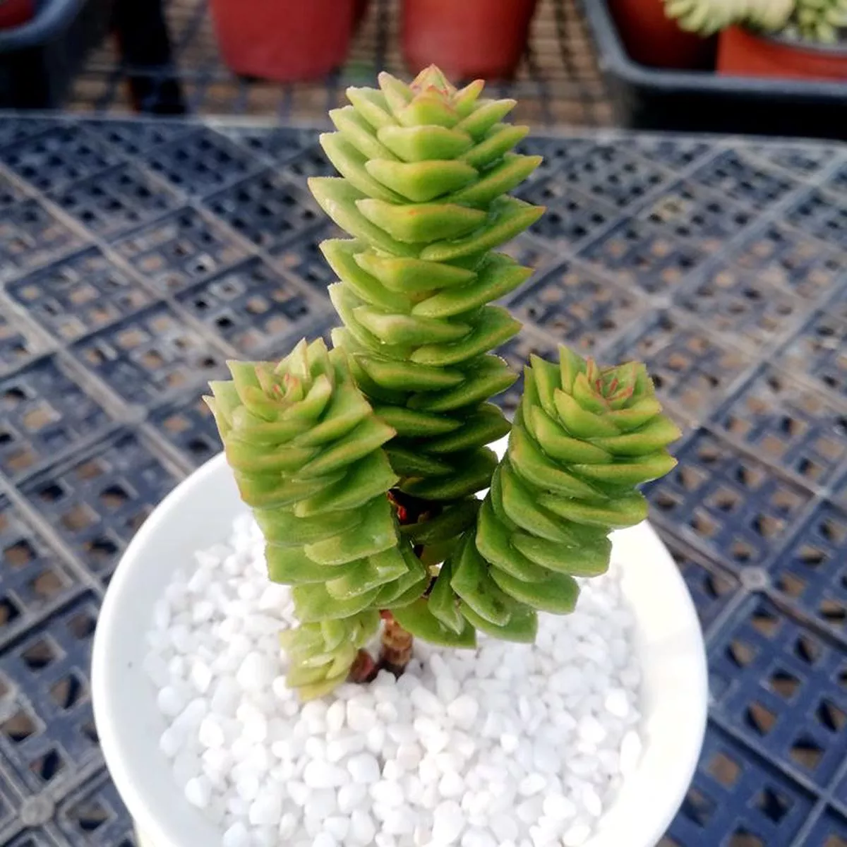 Real Live Succulent Cactus Plant :Crassula’Green Pagoda ’