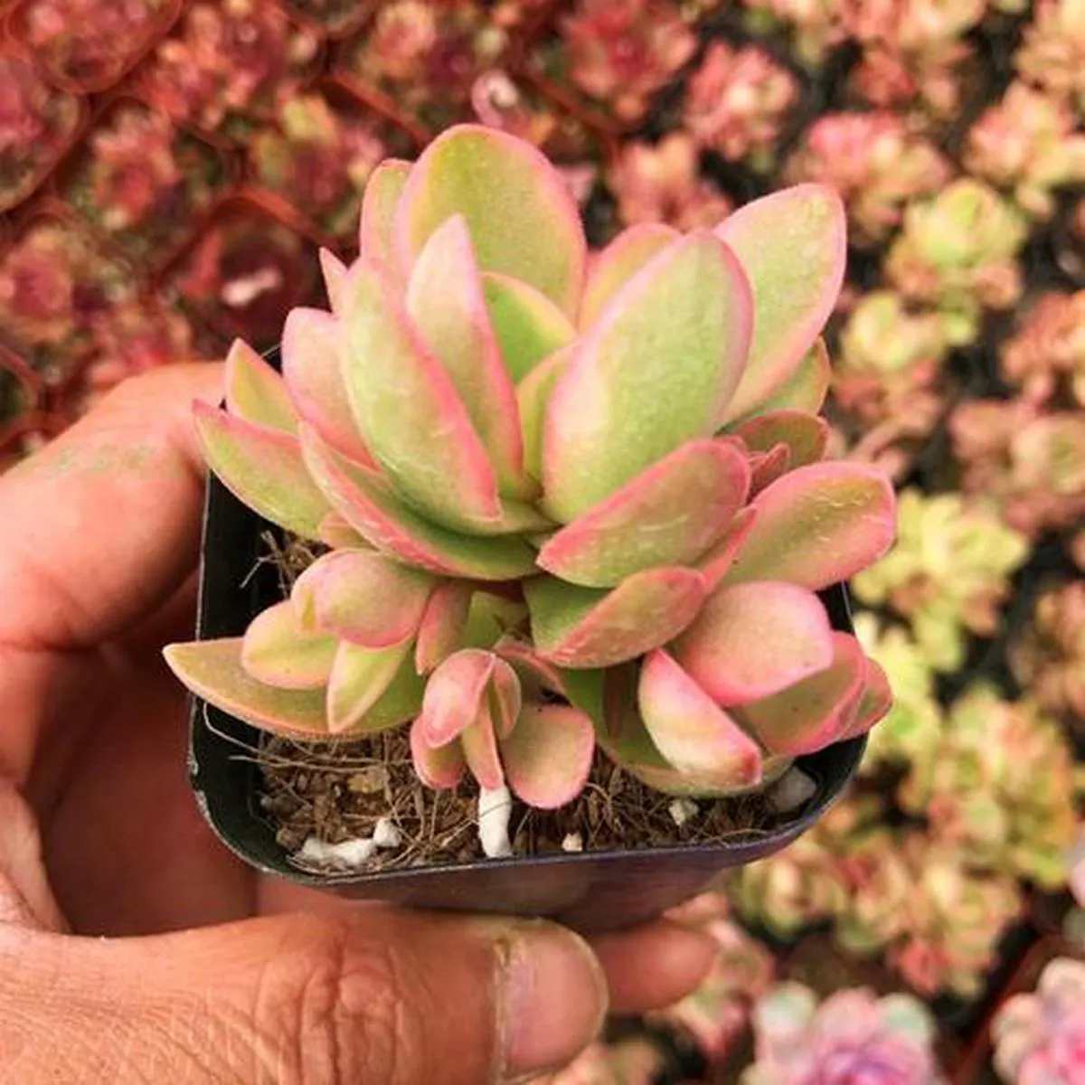 Real Live Succulent Cactus Plant :Crassula’Moneymaker ’