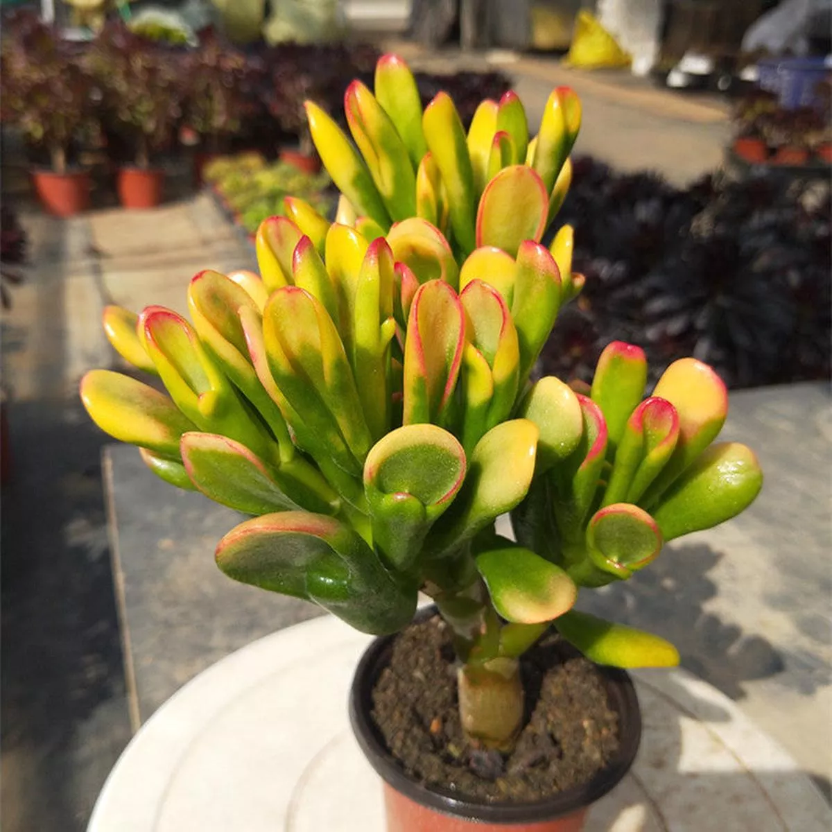 Real Live Succulent Cactus Plant :Crassula ovata’Hobbit ’