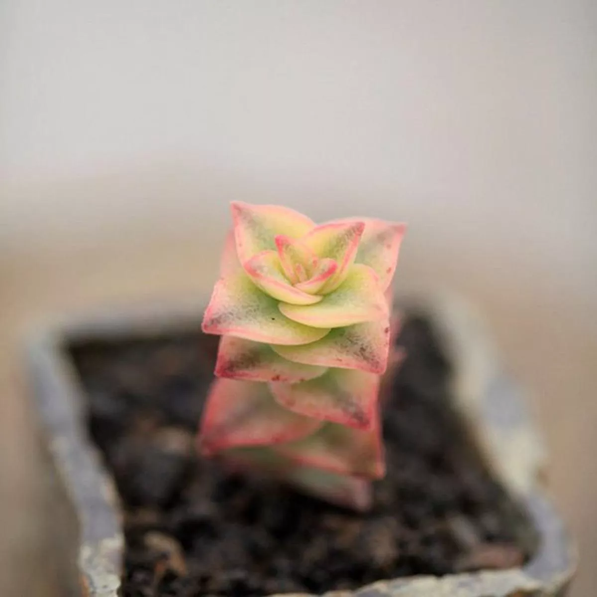 Real Live Succulent Cactus Plant : Crassula pellucida variegata