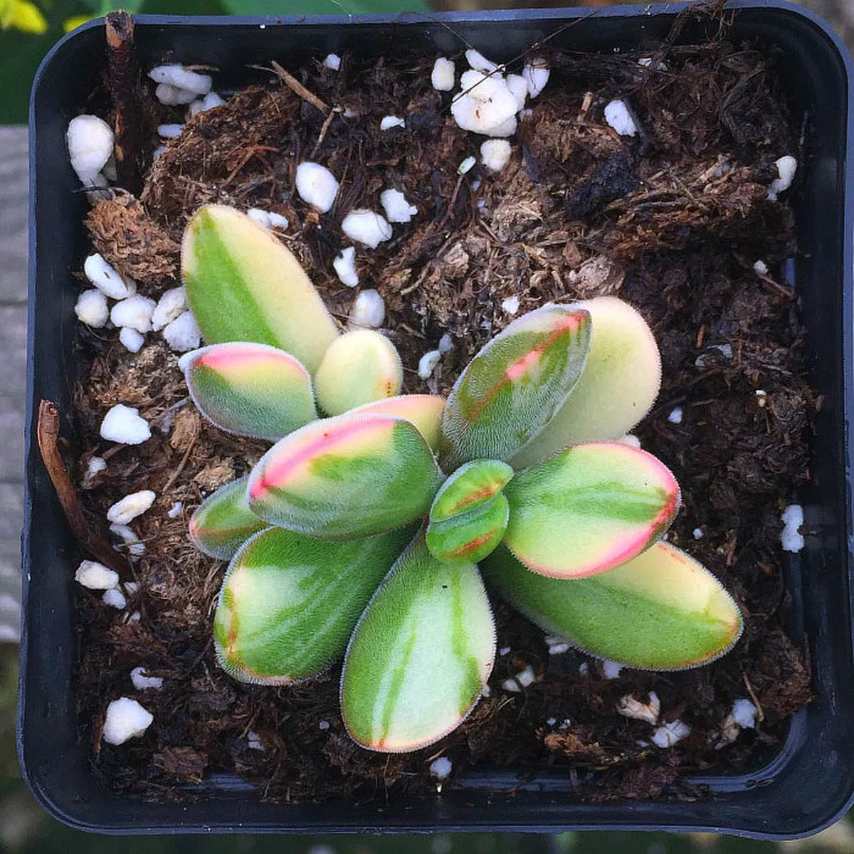 Real Live Succulent Cactus Plant :Crassula rogersii variegata