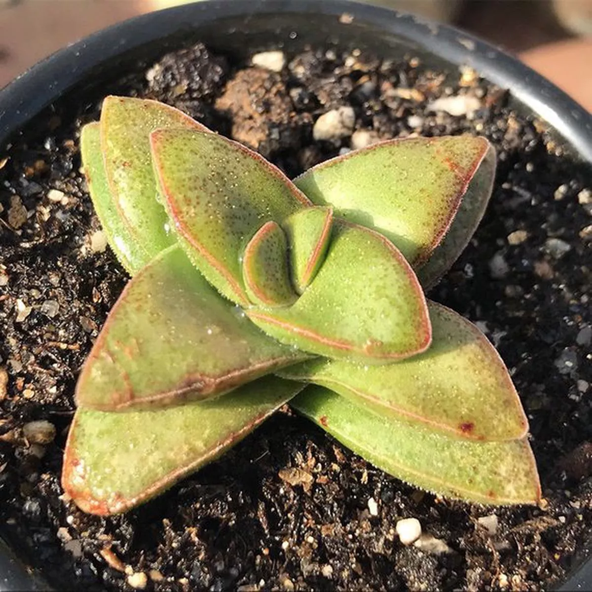 Real Live Succulent Cactus Plant :Crasula cv. Spring Time