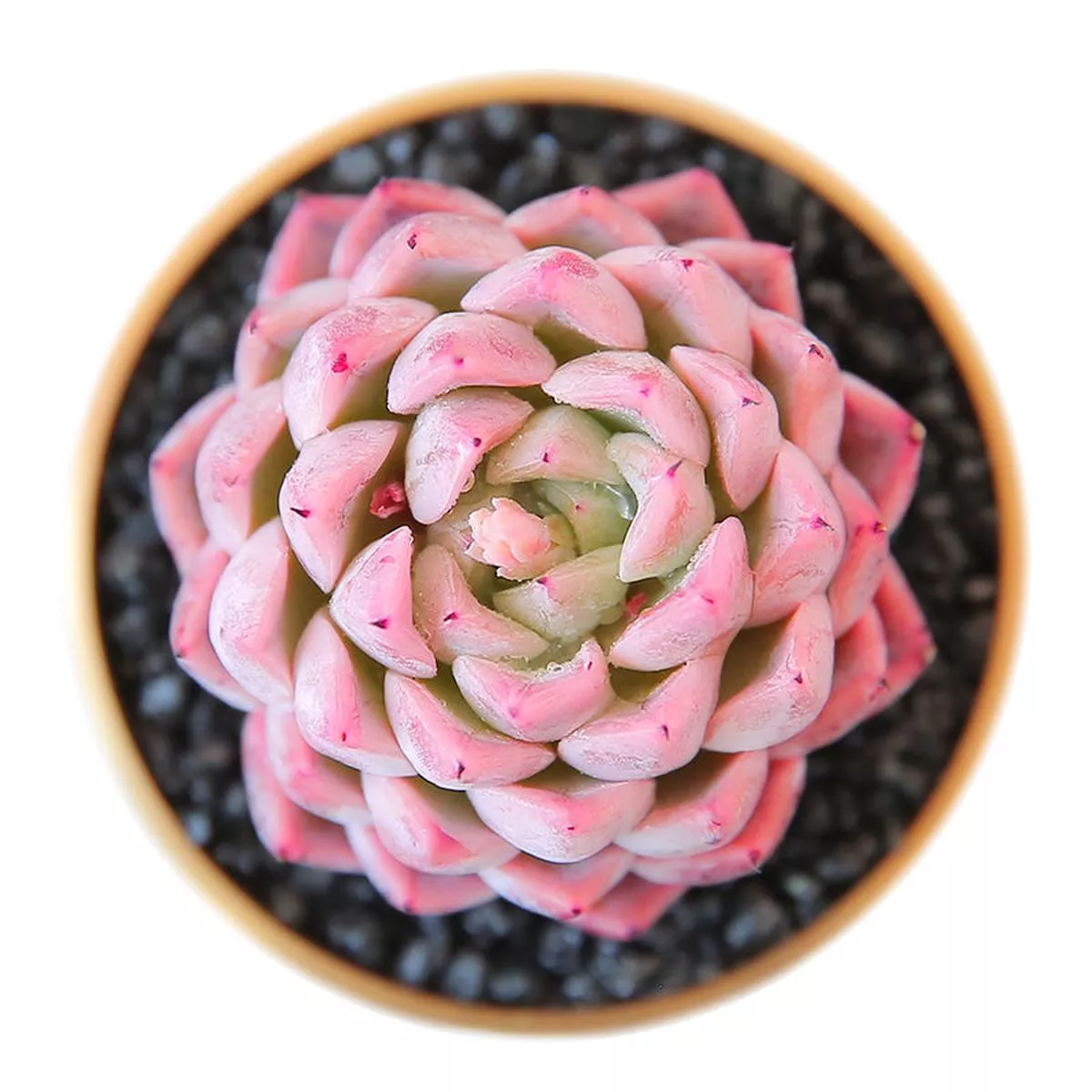 Real Live Succulent Cactus Plant :’DONGTING ’