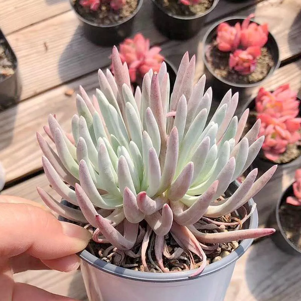 Real Live Succulent Cactus Plant :Dudleya edulis
