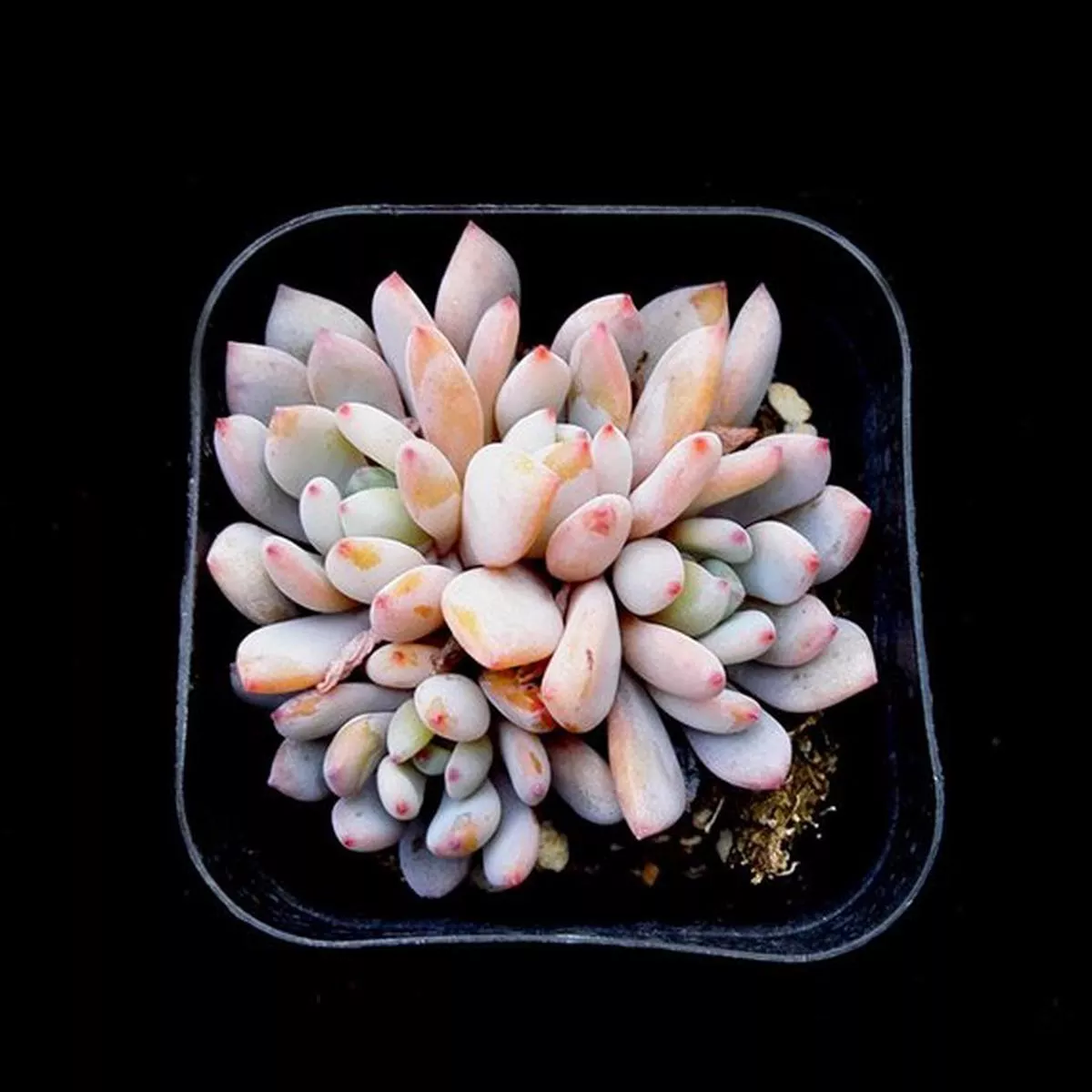 Real Live Succulent Cactus Plant : Echeveria’Agusteau ’
