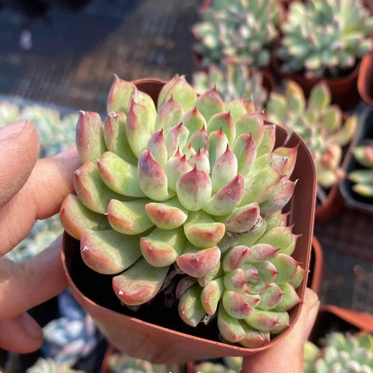 Real Live Succulent Cactus Plant : Echeveria’Athena ’
