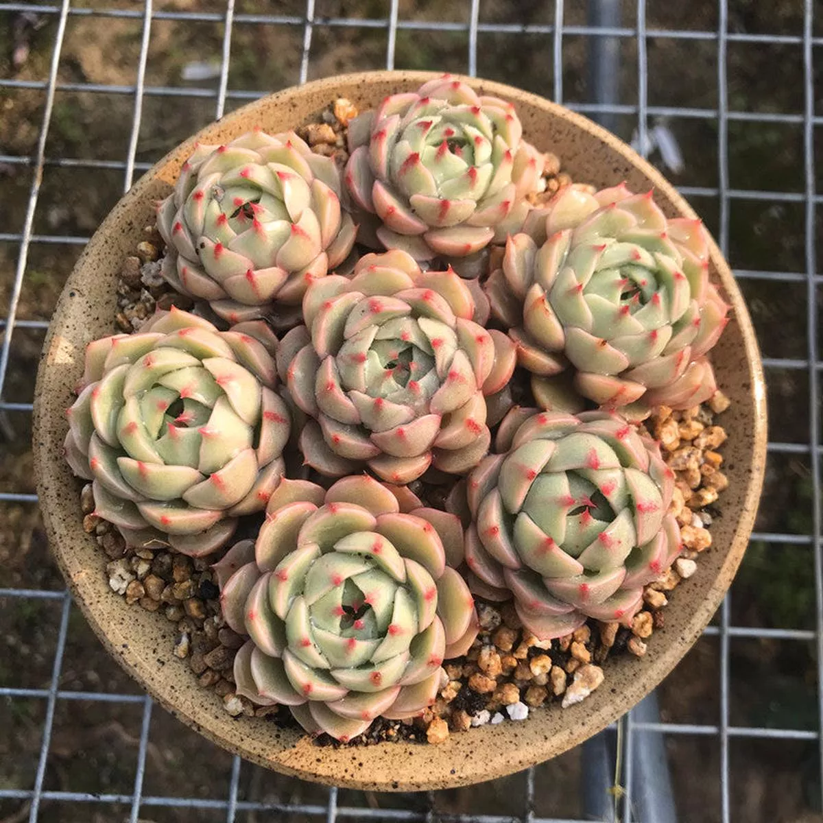 Real Live Succulent Cactus Plant : Echeveria’Ben Badis ’ Cluster
