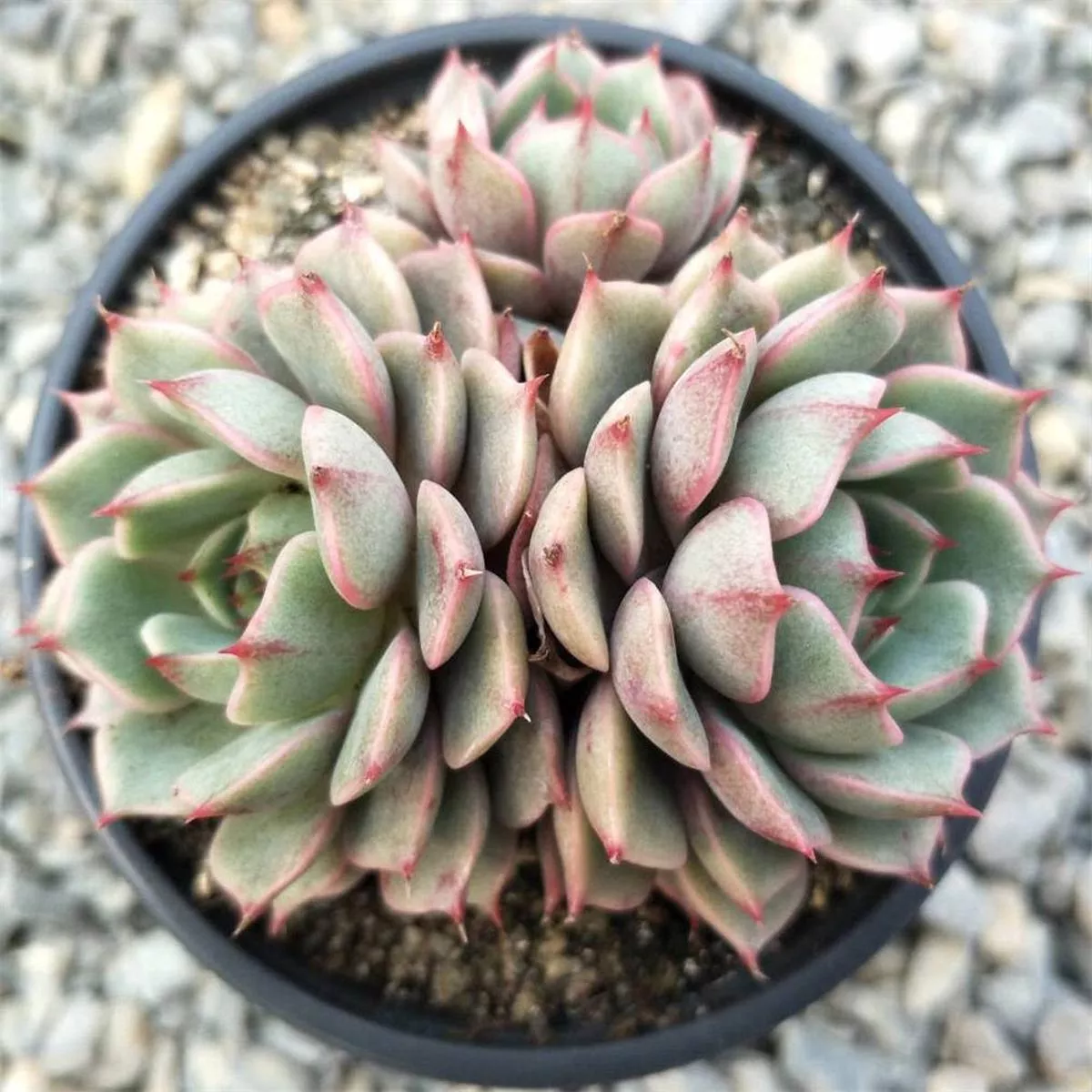 Real Live Succulent Cactus Plant : Echeveria’Ben Badis ’