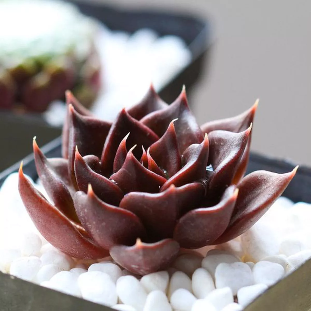 Real Live Succulent Cactus Plant : Echeveria’Black Prince ’