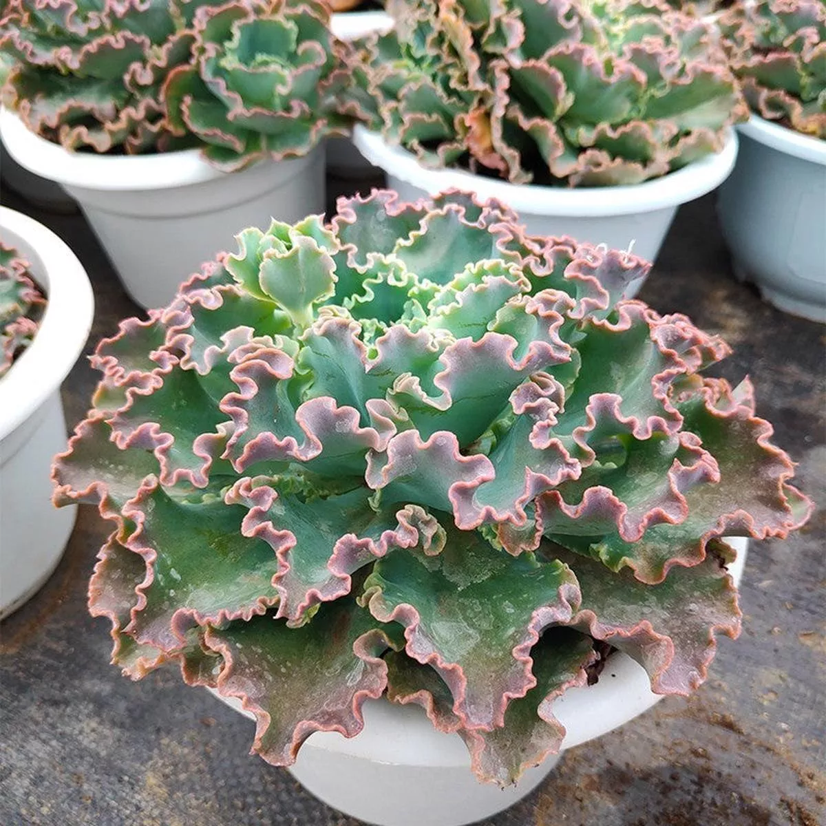 Real Live Succulent Cactus Plant : Echeveria’Blue Curls ’