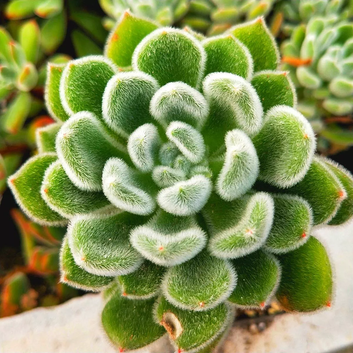 Real Live Succulent Cactus Plant :Echeveria’Bombycina ’