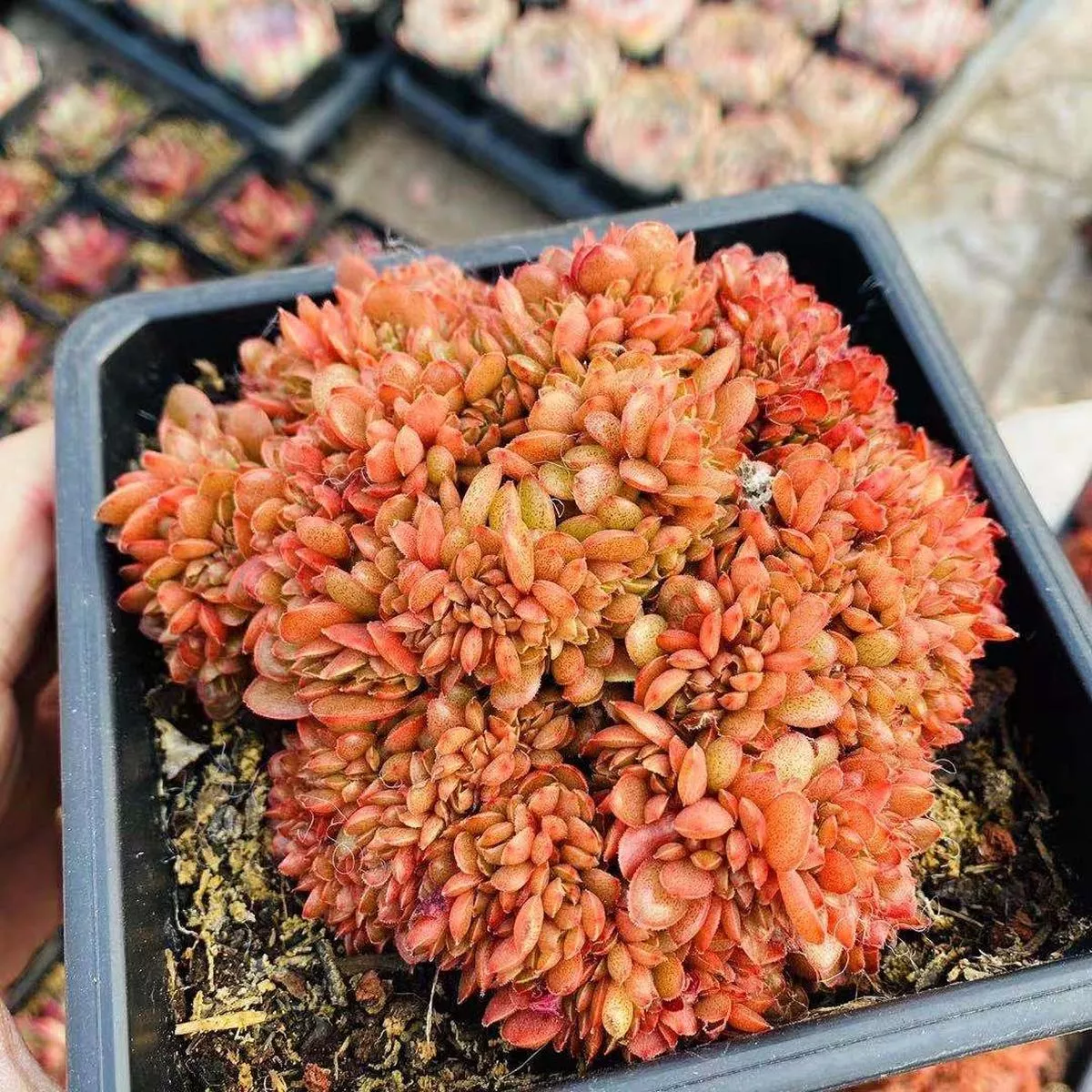 Real Live Succulent Cactus Plant :Echeveria’Candy ’ Cristata