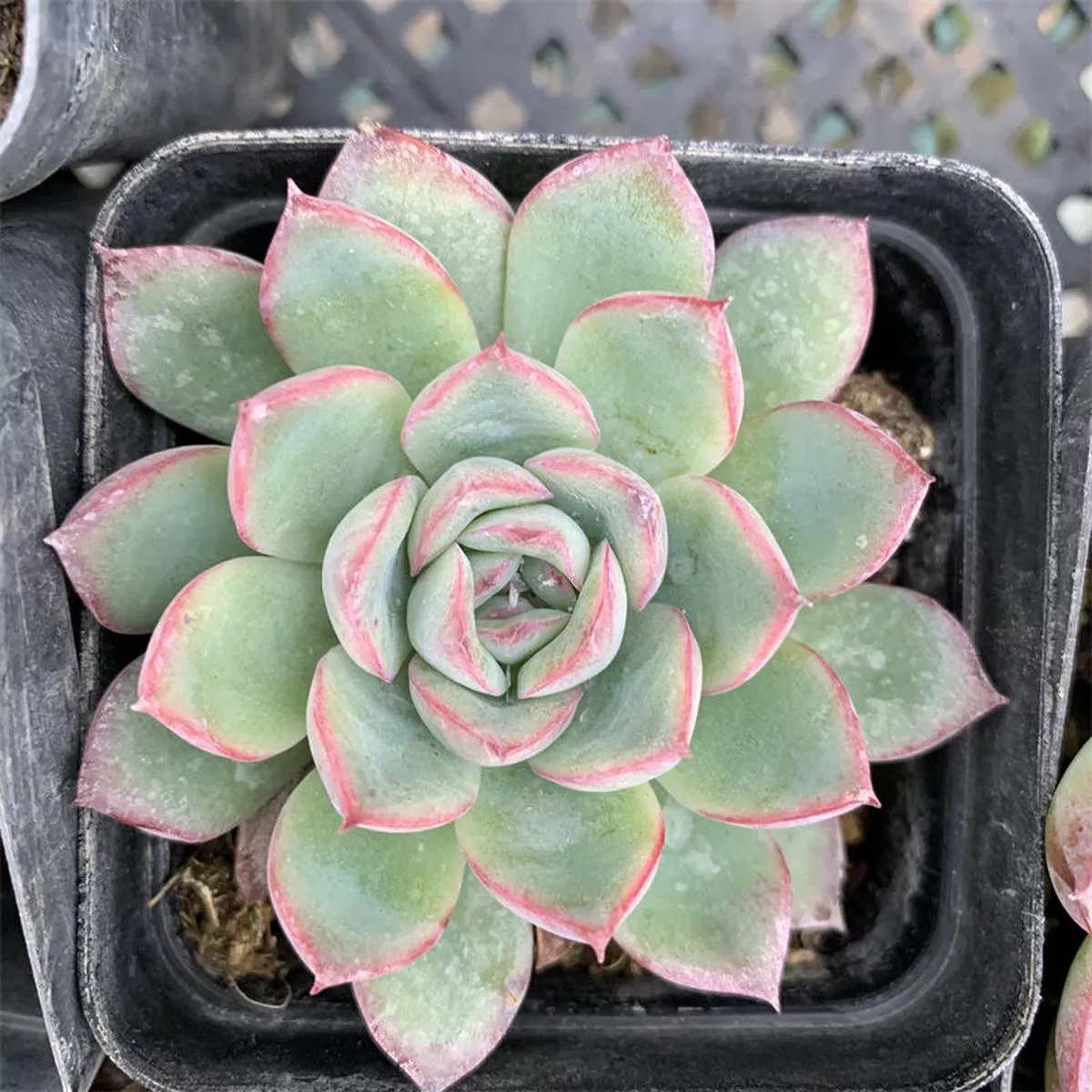 Real Live Succulent Cactus Plant :Echeveria’Cherry ’