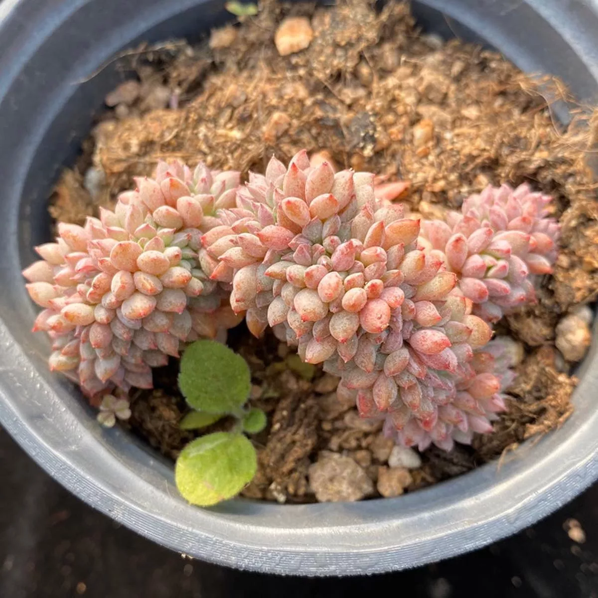 Real Live Succulent Cactus Plant :Echeveria’Chrissy N Ryan Cristata ’