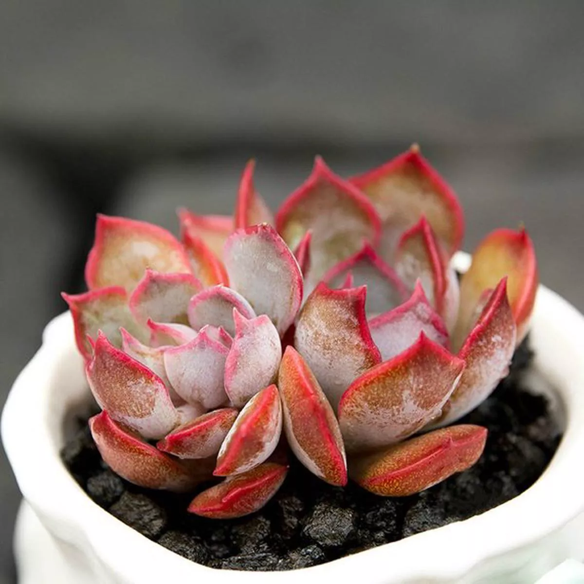 Real Live Succulent Cactus Plant : Echeveria’Dark Ice ’