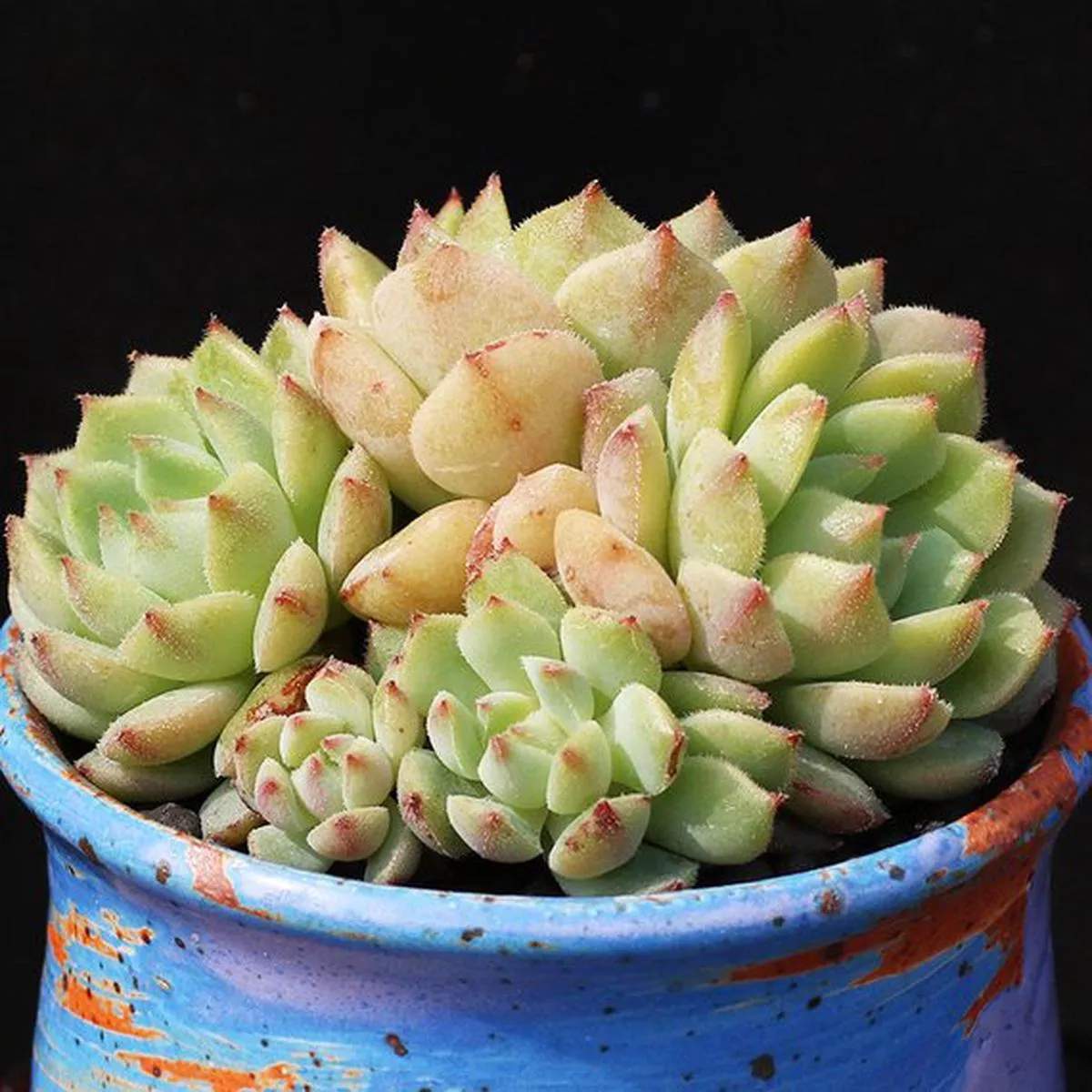 Real Live Succulent Cactus Plant : Echeveria’Derosa ’