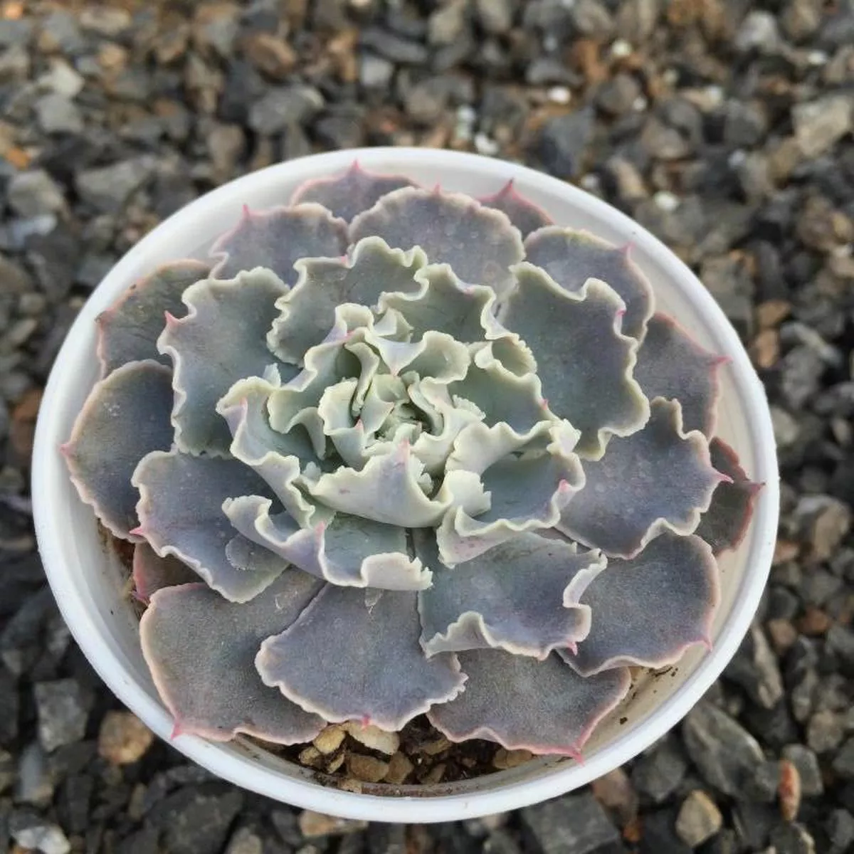 Real Live Succulent Cactus Plant :Echeveria’Desert Star ’