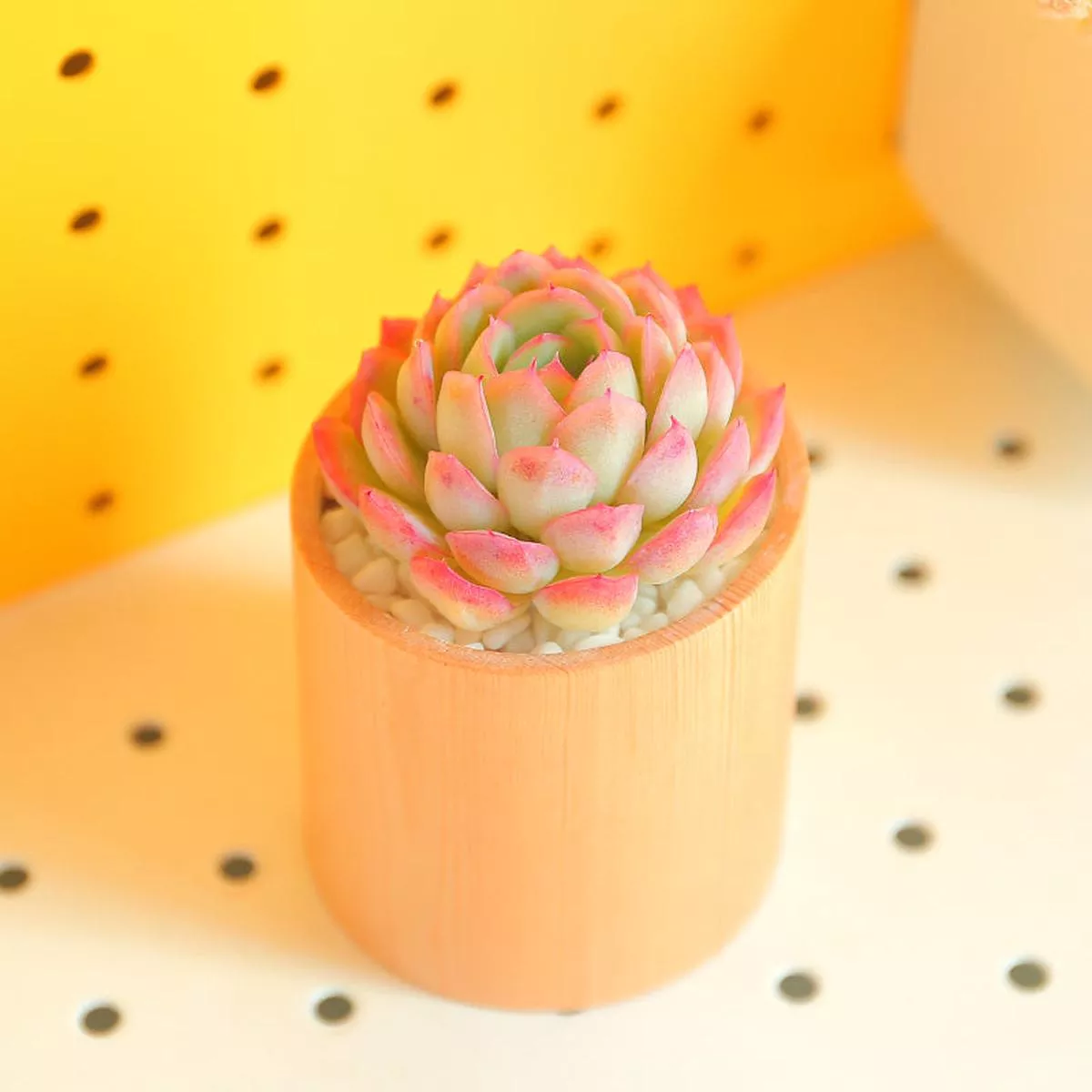 Real Live Succulent Cactus Plant :Echeveria elegans’Spirit ’