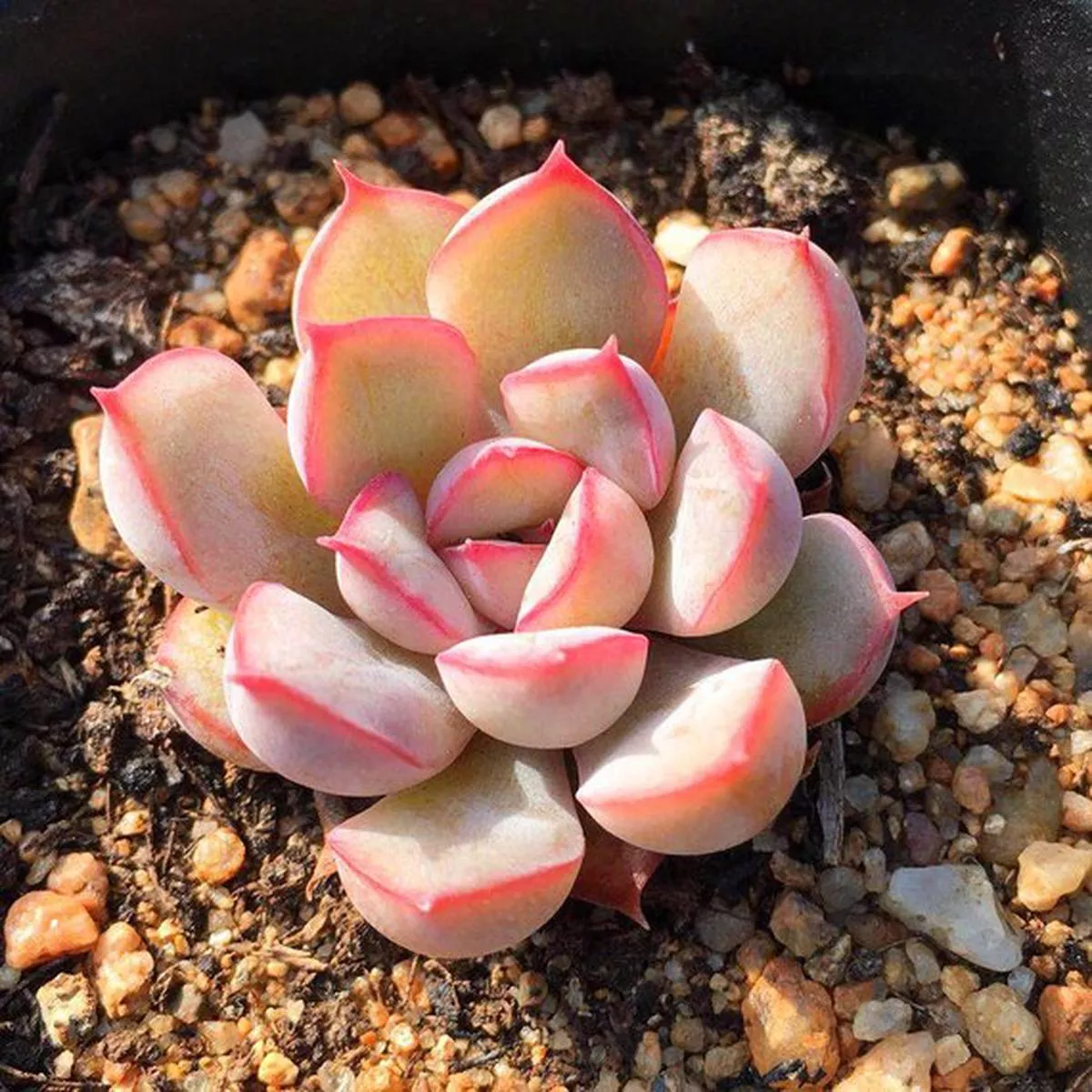 Real Live Succulent Cactus Plant : Echeveria’Hercules ’
