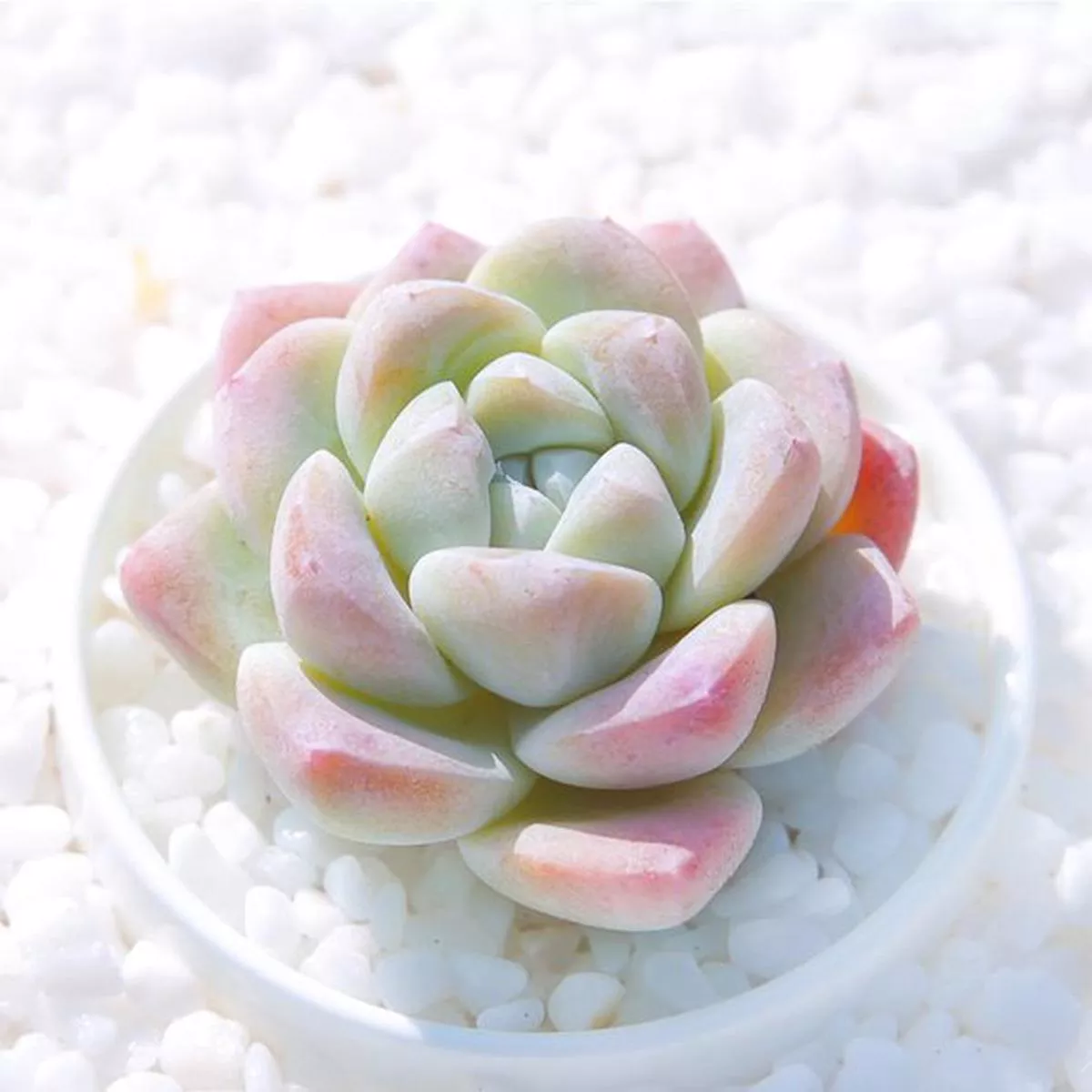 Real Live Succulent Cactus Plant : Echeveria’Ice green ’