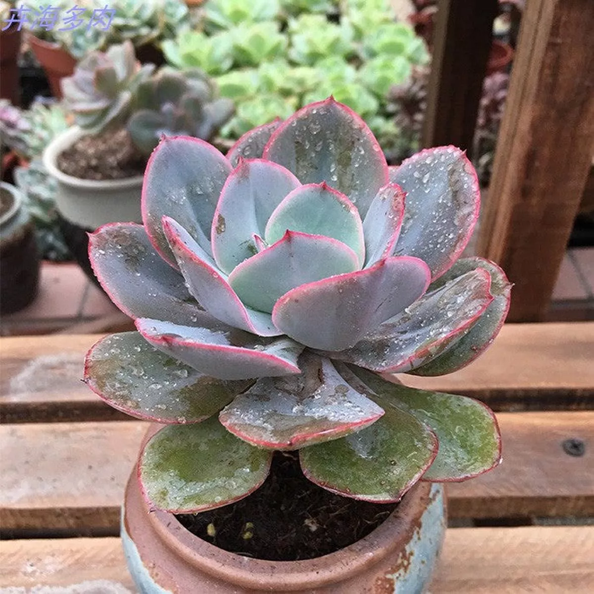 Real Live Succulent Cactus Plant :Echeveria’Julius ’