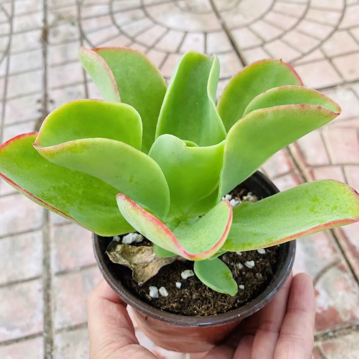 Real Live Succulent Cactus Plant : Echeveria’Lemon Prince ’