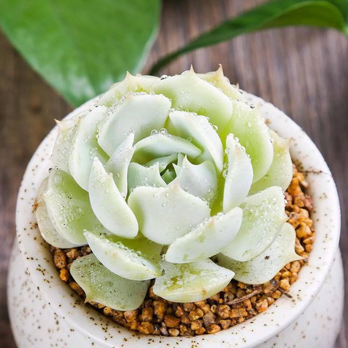 Real Live Succulent Cactus Plant : Echeveria’Lola ’