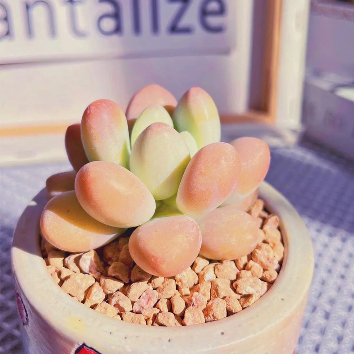 Real Live Succulent Cactus Plant :Echeveria’Luoshen ’