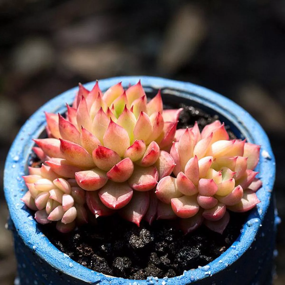 Real Live Succulent Cactus Plant : Echeveria’Mebina ’