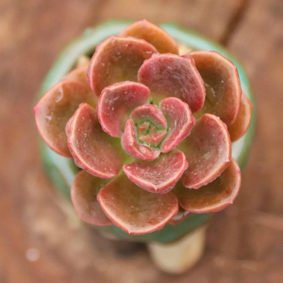 Real Live Succulent Cactus Plant : Echeveria”Melaco ”